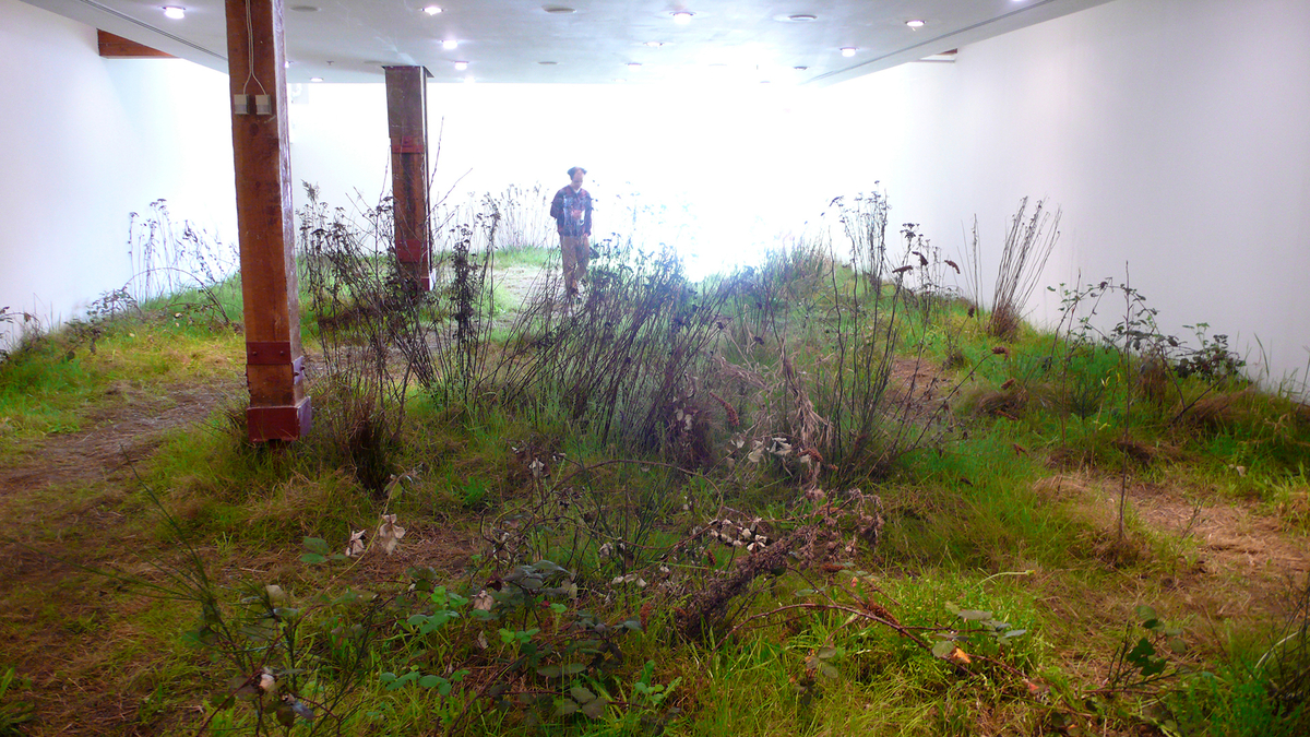 Dans une galerie aux murs et au plafond blancs, l’espace est rempli par des pousses de plantes sauvages, dans une évocation de terrain vacant.  